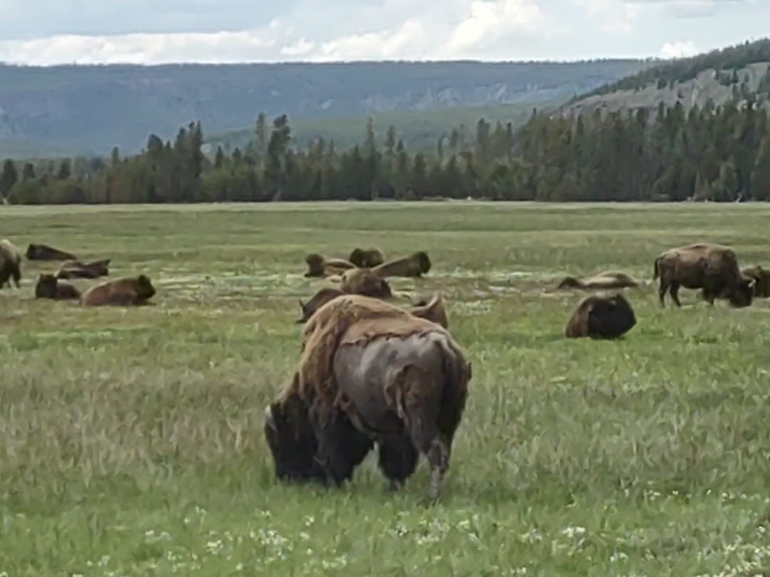 We saw some Bison by the Road.