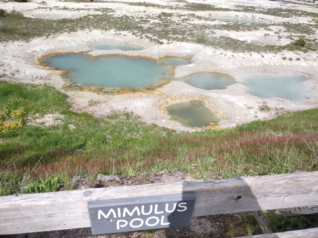 Mimulus Pool.